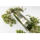 ACEITE VERDE - Botella de cristal de 0,5L aceite de oliva virgen extra