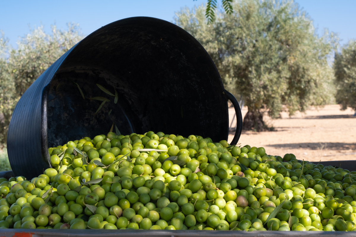  Datos AICA diciembre 2025: la campaña de aceite de oliva avanza con fuerza pese a la climatología