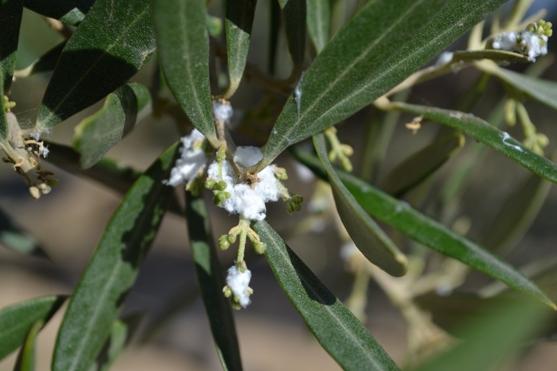 Crece la presencia de las poblaciones del algodoncillo del olivo