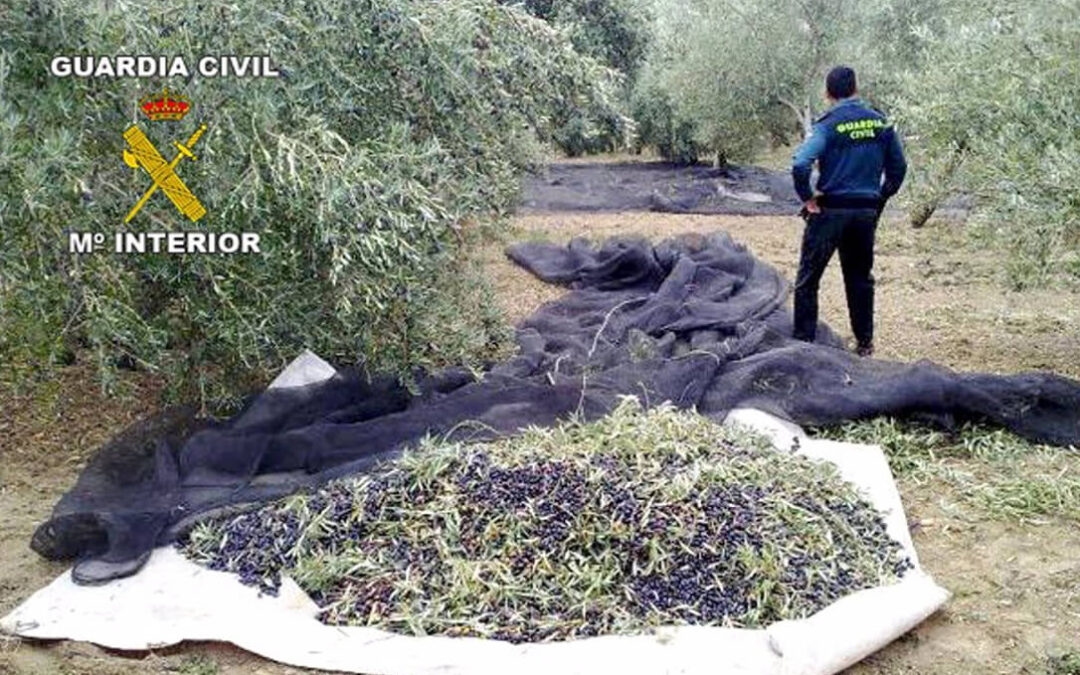 Los robos de aceituna superaron los 200.000 kilos solo en esta campaña en Jaén