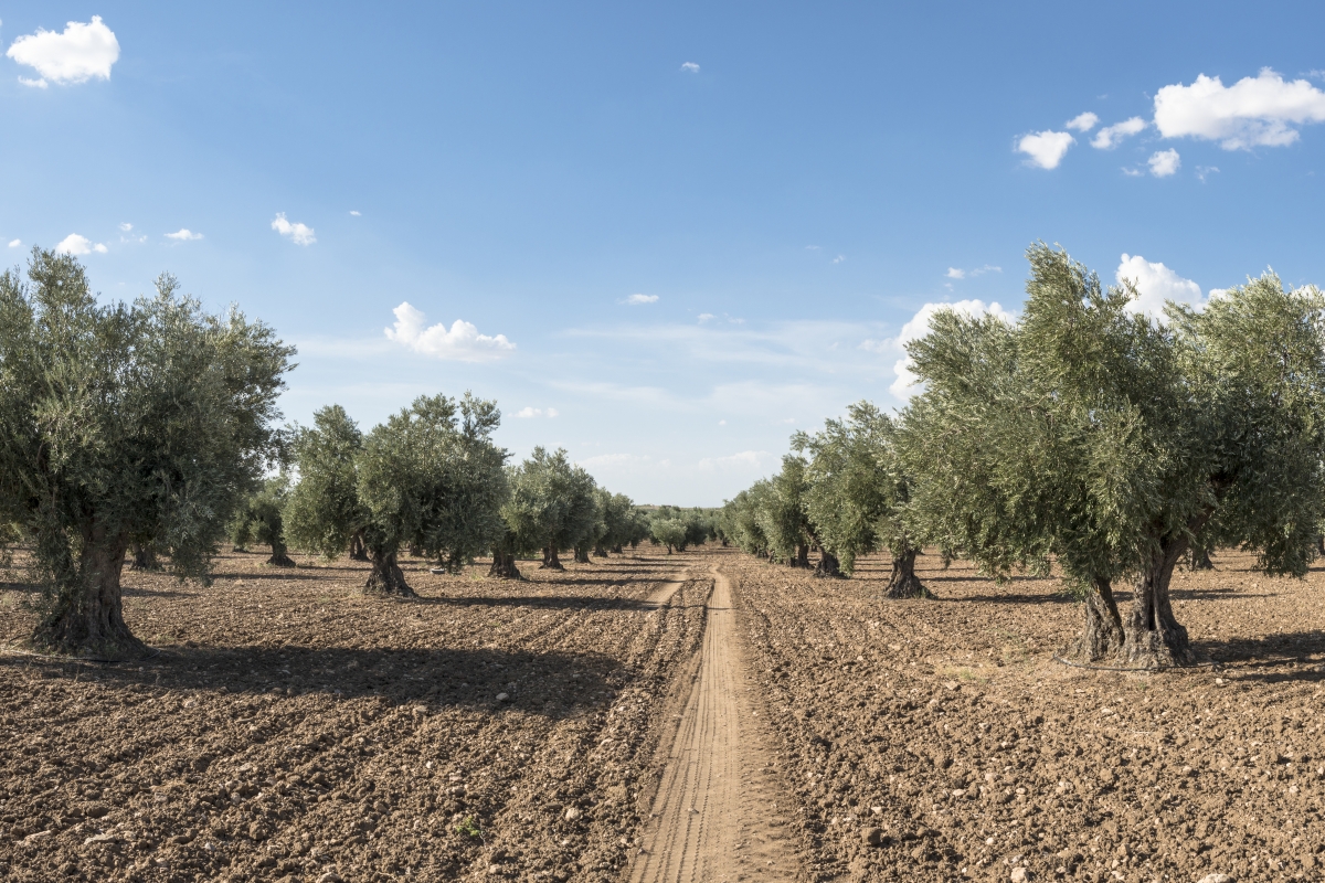 El olivar del futuro: innovación y sostenibilidad con SMARTOLIVE