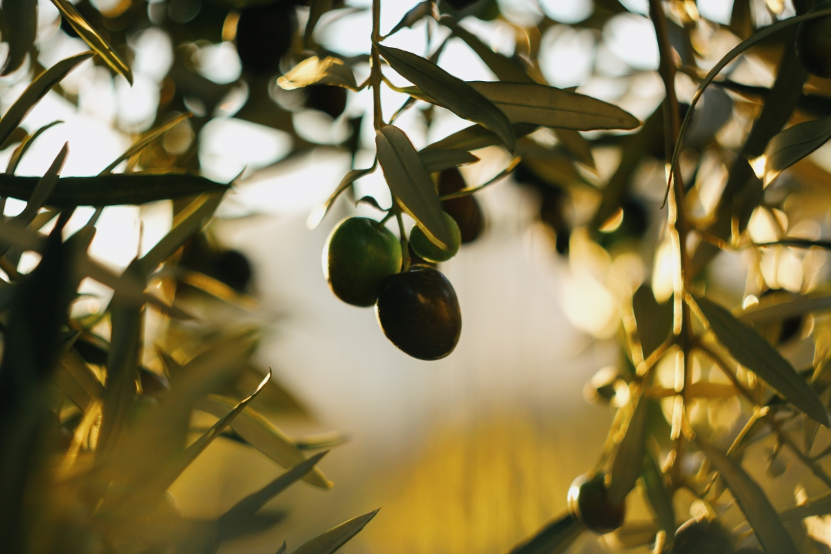¿Por qué elegir aceite de oliva virgen extra picual frente a otras variedades?