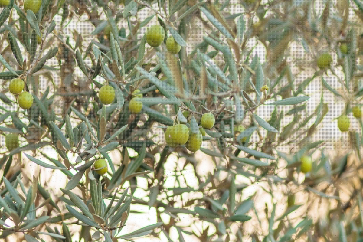 CLM recomienda vigilar la incidencia de la mosca del olivo