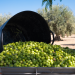  Datos AICA diciembre 2025: la campaña de aceite de oliva avanza con fuerza pese a la climatología
