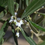 Crece la presencia de las poblaciones del algodoncillo del olivo