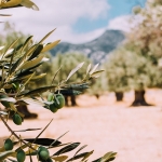 La CHG abre el plazo para solicitar los riegos extraordinarios para el olivar