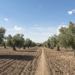 El olivar del futuro: innovación y sostenibilidad con SMARTOLIVE