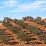 Andalucía aprueba un paquete de medidas de impulso a la agricultura con la vista puesta en el olivar