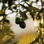 ¿Por qué elegir aceite de oliva virgen extra picual frente a otras variedades?